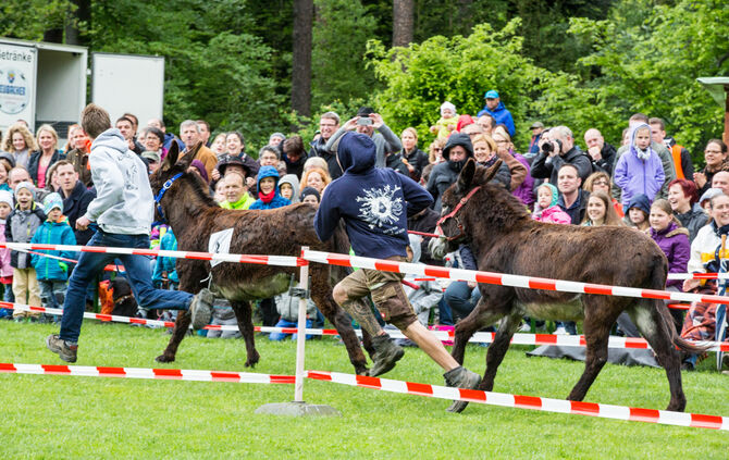Eselrennen_7