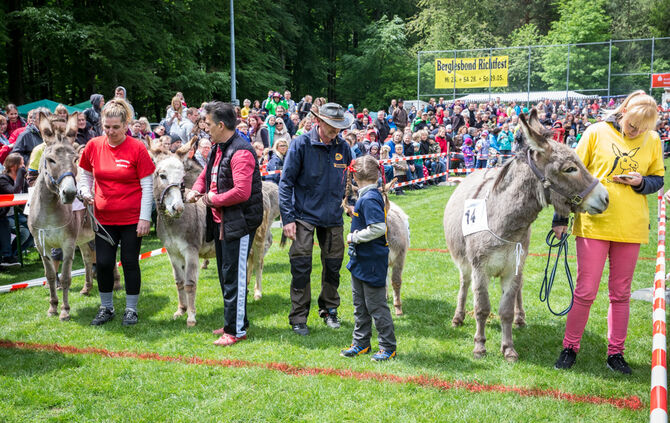 Eselrennen_8