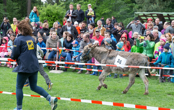 Eselrennen_9