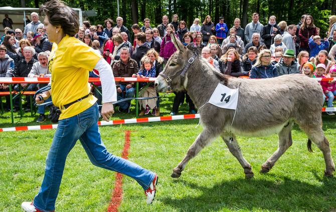 Eselrennen_12