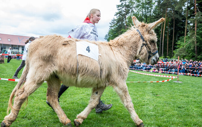 Eselrennen_15