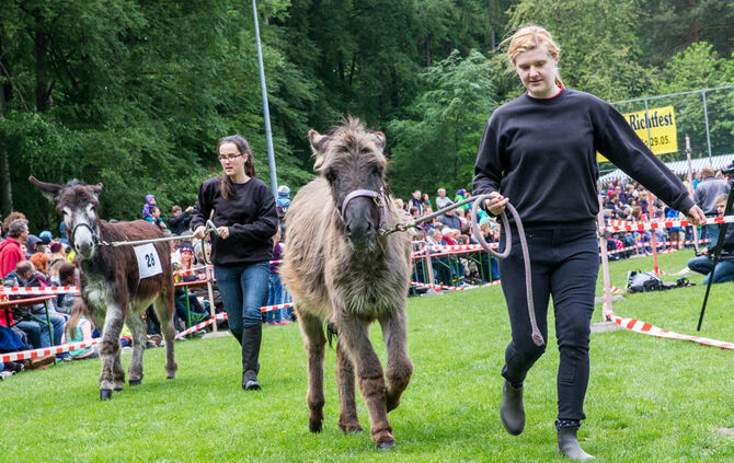 Eselrennen_28
