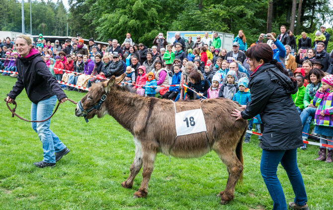 Eselrennen_31