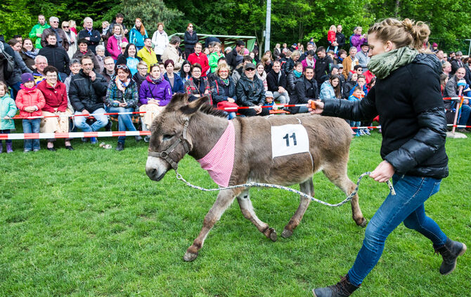 Eselrennen_35