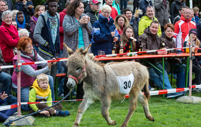 Eselrennen_43