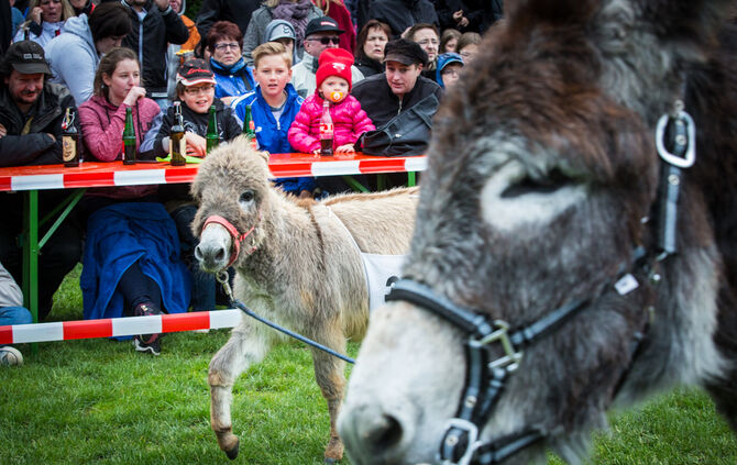 Eselrennen_44