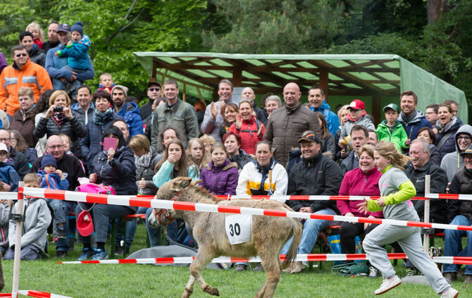Eselrennen_46