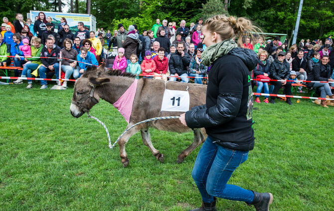Eselrennen_47