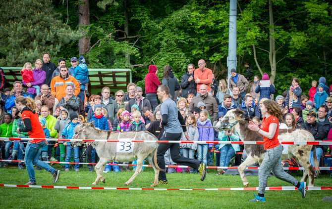 Eselrennen_49