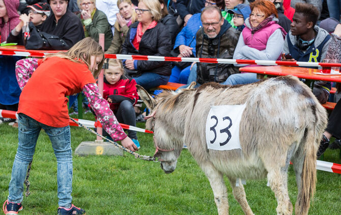 Eselrennen_50