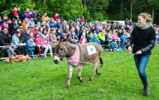 Eselrennen_56