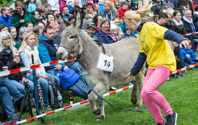 Eselrennen_61