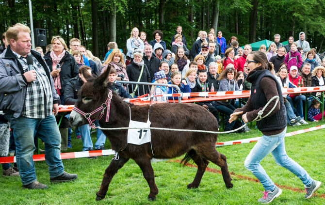 Eselrennen_65