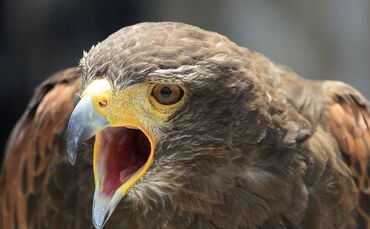 bussard_0
