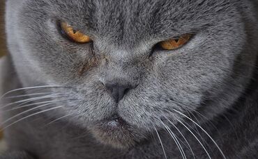 Katze, Haustier, Cat, Cat Content_0