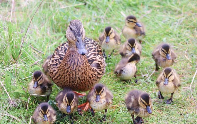 Manfred Richter  - ducks-6221724_1920