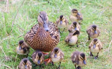 Manfred Richter  - ducks-6221724_1920