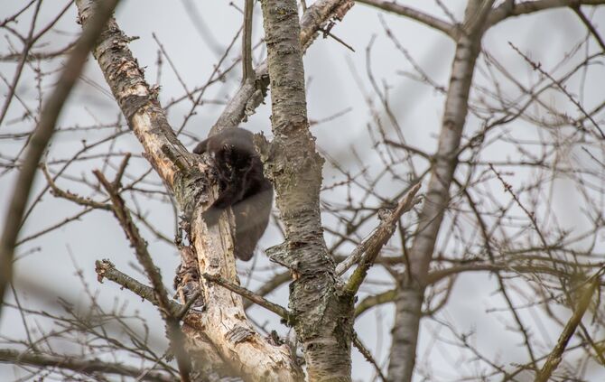 Katze verharrt ganzen Tag auf Baum: Feuerwehr eilt zur Tierrettung_0