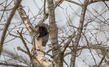 Katze verharrt ganzen Tag auf Baum: Feuerwehr eilt zur Tierrettung_0