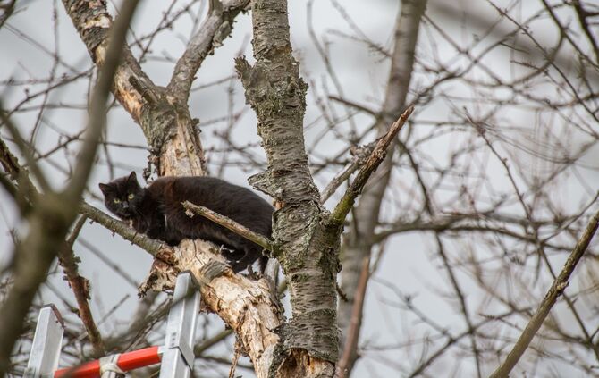 Katze verharrt ganzen Tag auf Baum: Feuerwehr eilt zur Tierrettung_1