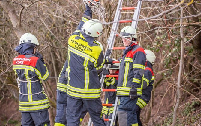 Katze verharrt ganzen Tag auf Baum: Feuerwehr eilt zur Tierrettung_2