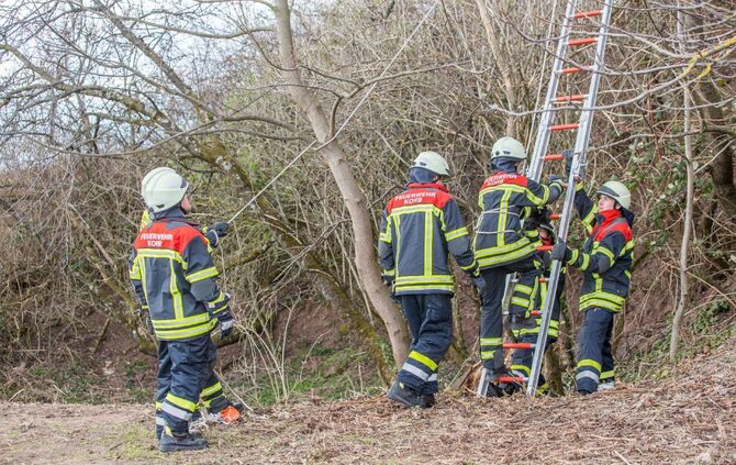 Katze verharrt ganzen Tag auf Baum: Feuerwehr eilt zur Tierrettung_3
