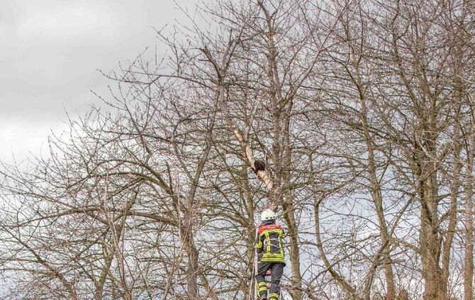 Katze verharrt ganzen Tag auf Baum: Feuerwehr eilt zur Tierrettung_4