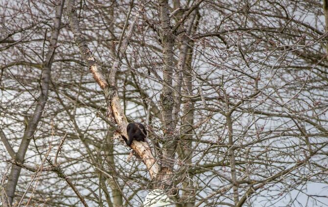 Katze verharrt ganzen Tag auf Baum: Feuerwehr eilt zur Tierrettung_5
