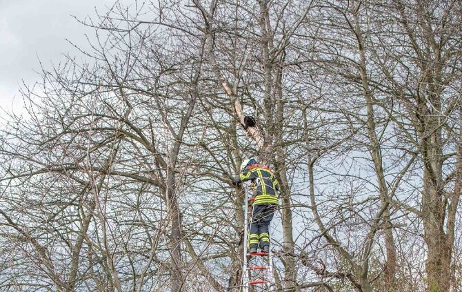Katze verharrt ganzen Tag auf Baum: Feuerwehr eilt zur Tierrettung_6