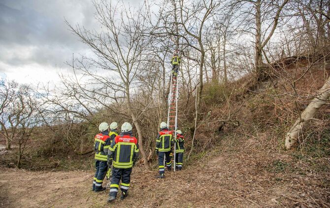 Katze verharrt ganzen Tag auf Baum: Feuerwehr eilt zur Tierrettung_7