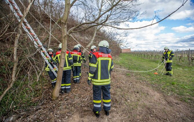 Katze verharrt ganzen Tag auf Baum: Feuerwehr eilt zur Tierrettung_8