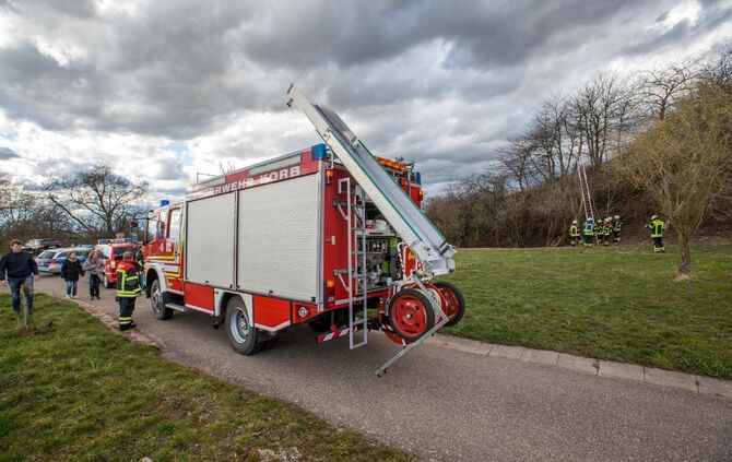 Katze verharrt ganzen Tag auf Baum: Feuerwehr eilt zur Tierrettung_9