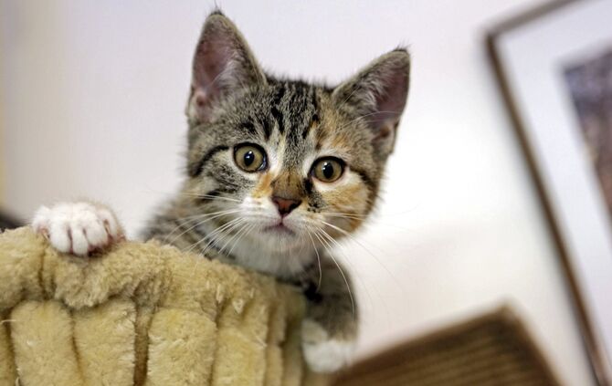 Tierschutzverein sucht Pflegestellen