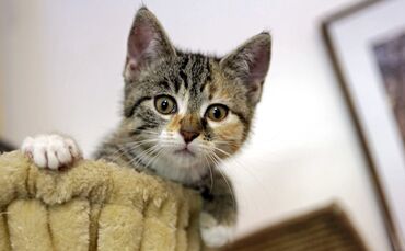 Tierschutzverein sucht Pflegestellen