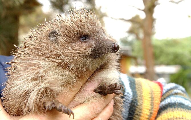 Ein kleiner Igel auf der Blumenwiese