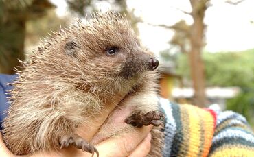 Ein kleiner Igel auf der Blumenwiese