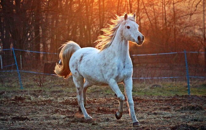 Pferd Symbolbild Weiß
