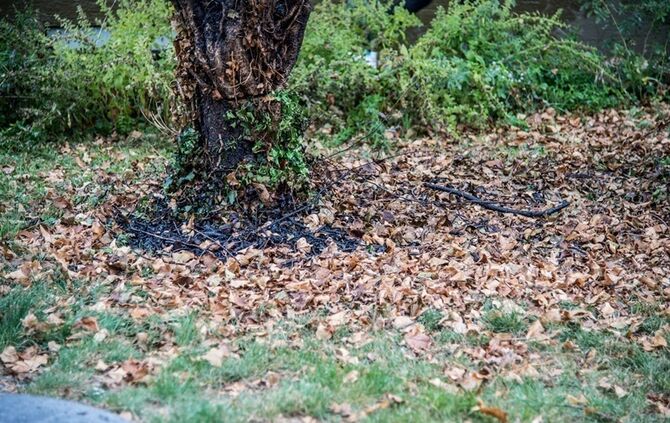 Laubverbrennung geht schief - Baum in Brand  - Bild 09_2