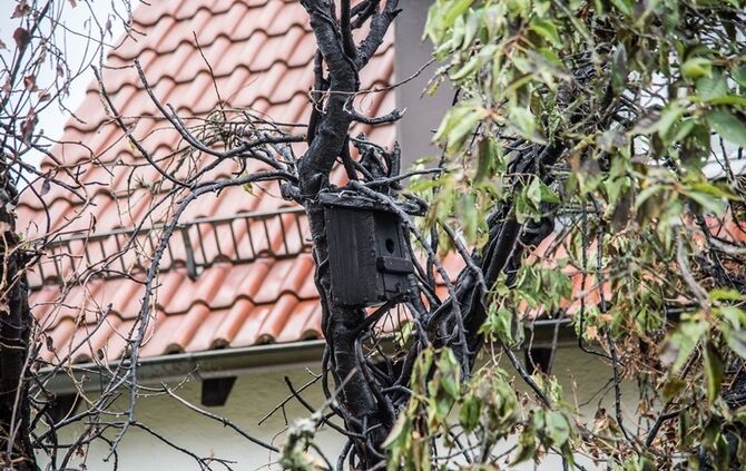 Laubverbrennung geht schief - Baum in Brand  - Bild 06_3