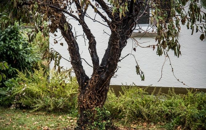 Laubverbrennung geht schief - Baum in Brand  - Bild 04_6