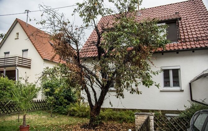 Laubverbrennung geht schief - Baum in Brand  - Bild 03_7