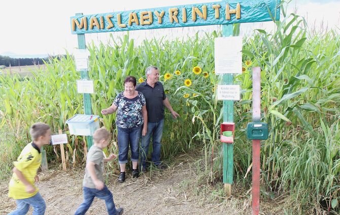 Maislabyrinth Alfdorf Bonholz 5. Cross-Media-Serie"Bauer sucht Nebenjob". Landwirt Günther Kolb hat ein Maislabyrinth.