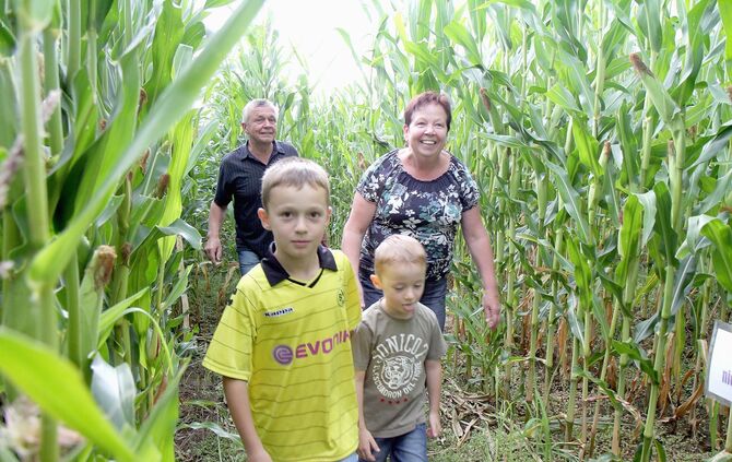 Maislabyrinth Alfdorf Bonholz 5. Cross-Media-Serie"Bauer sucht Nebenjob". Landwirt Günther Kolb hat ein Maislabyrinth.