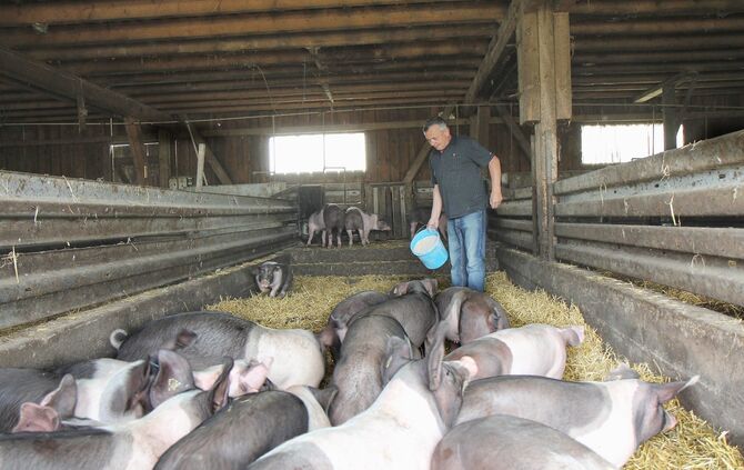 Maislabyrinth Alfdorf Bonholz 5. Cross-Media-Serie"Bauer sucht Nebenjob". Landwirt Günther Kolb hat ein Maislabyrinth.