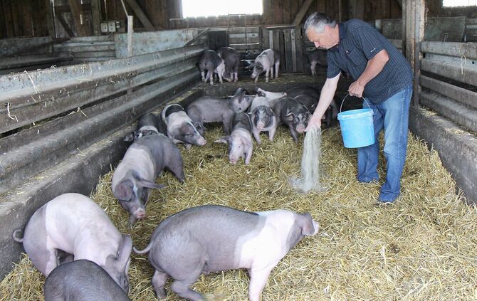 Maislabyrinth Alfdorf Bonholz 5. Cross-Media-Serie"Bauer sucht Nebenjob". Landwirt Günther Kolb hat ein Maislabyrinth.