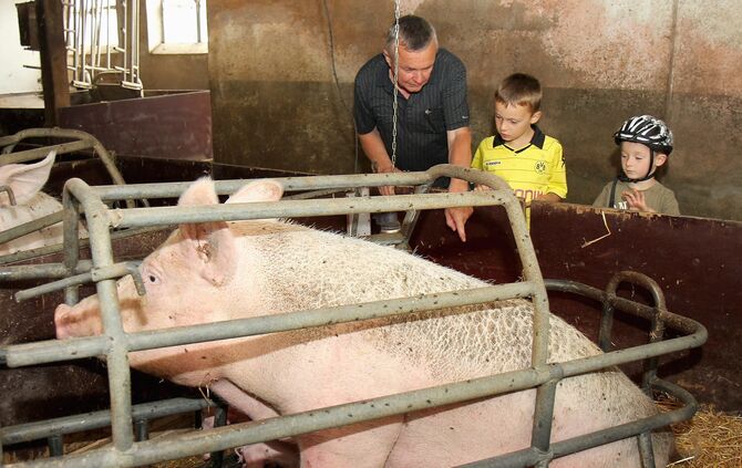 Maislabyrinth Alfdorf Bonholz 5. Cross-Media-Serie"Bauer sucht Nebenjob". Landwirt Günther Kolb hat ein Maislabyrinth.