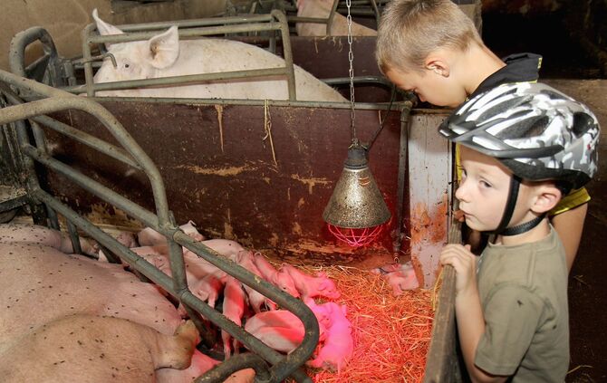 Maislabyrinth Alfdorf Bonholz 5. Cross-Media-Serie"Bauer sucht Nebenjob". Landwirt Günther Kolb hat ein Maislabyrinth.