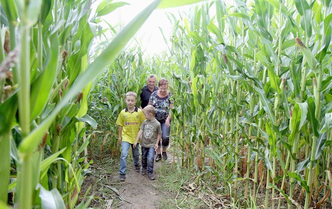 Maislabyrinth Alfdorf Bonholz 5. Cross-Media-Serie"Bauer sucht Nebenjob". Landwirt Günther Kolb hat ein Maislabyrinth.