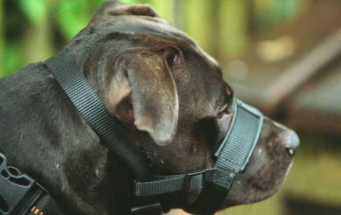 ein Kampfhund bei der Pruefung in BK