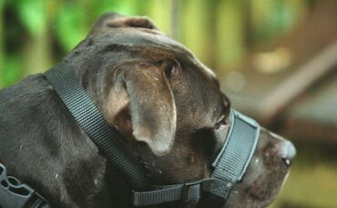 ein Kampfhund bei der Pruefung in BK     